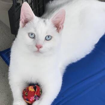 Benjamin Bunny -  Domestic Short Hair Cat for Adoption in Smithville, Tennessee - Benjamin Bunny | PetCurious