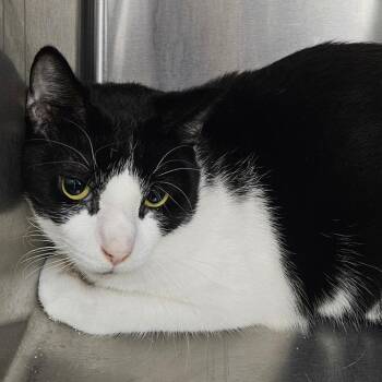 Porter -  Domestic Short Hair Cat for Adoption in Oneonta, New York - Porter | PetCurious