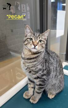 Rescue Domestic Short Hair Cats for Adoption in Centerville, Utah - Pecan | PetCurious