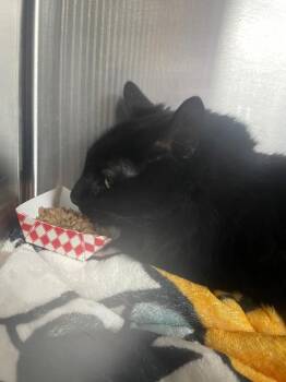 Domestic Long Hair Cats Available for Adoption - Bubble Bass | PetCurious