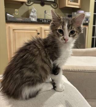 Domestic Long Hair Cats Available for Adoption - Artemis | PetCurious
