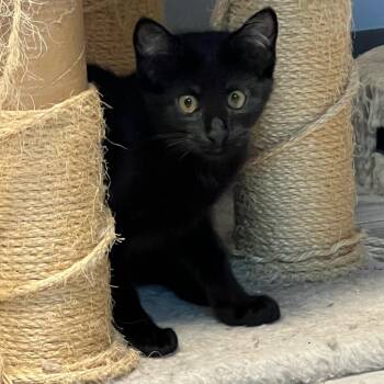 Finn -  Domestic Short Hair Cat for Adoption in Granville, Ohio - Finn | PetCurious