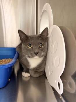 MOUSE -  Domestic Short Hair Cat for Adoption in Killeen, Texas - MOUSE | PetCurious
