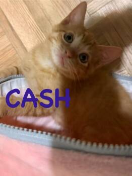 Cash -  Domestic Short Hair Cat for Adoption in Ocala, Florida - Cash | PetCurious
