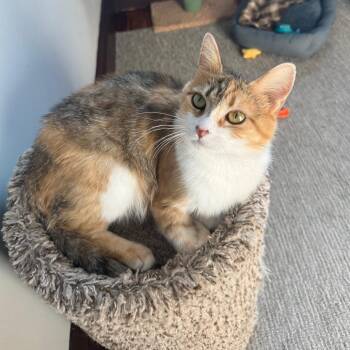 Speckle -  Domestic Short Hair Cat for Adoption in Gibsonia, Pennsylvania - Speckle | PetCurious