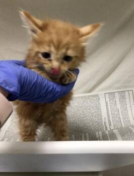A1834545 -  Domestic Medium Hair Cat for Adoption in Riverside, California - A1834545 | PetCurious