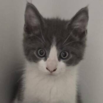 Domestic Short Hair Cats Available for Adoption in Voorhees Township, New Jersey - Flash | PetCurious