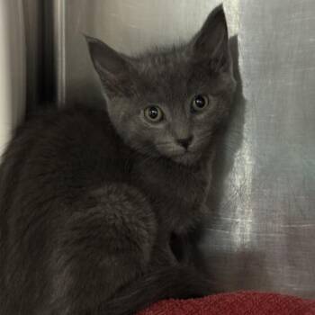 Muffin -  Domestic Short Hair Cat for Adoption in Murray, Utah - Muffin | PetCurious