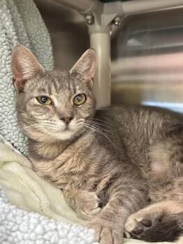 Swiss -  Domestic Short Hair Cat for Adoption in Eugene, Oregon - Swiss | PetCurious