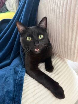 Sirus -  Domestic Short Hair Cat for Adoption in Charlotte, North Carolina - Sirus | PetCurious