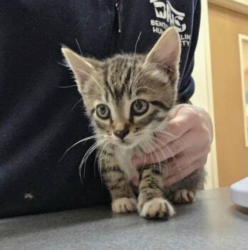 Tango -  Domestic Short Hair Cat for Adoption in Kennewick, Washington - Tango | PetCurious
