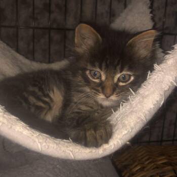 Mac -  Domestic Medium Hair Cat for Adoption in Garden City, Michigan - Mac | PetCurious