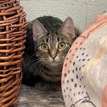 Domestic Short Hair Cats Available for Adoption - Swirly | PetCurious