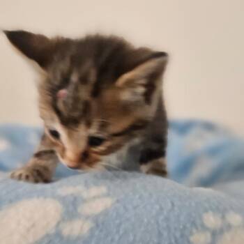Domestic Short Hair Cats Available for Adoption in Newport, Tennessee - Walter (Black Collar) | PetCurious