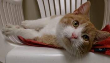 Domestic Short Hair Cats Available for Adoption - Peak | PetCurious