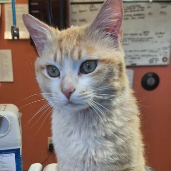 Newman -  Domestic Short Hair Cat for Adoption in Flagstaff, Arizona - Newman | PetCurious
