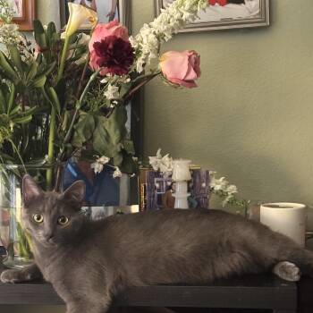 Rescue Russian Blue Cats for Adoption in Glendora, California - Nell RB | PetCurious