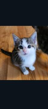 Skittles (Candy Kittens 2) -  Domestic Short Hair Cat for Adoption in Lewis Center, Ohio - Skittles (Candy Kittens 2) | PetCurious