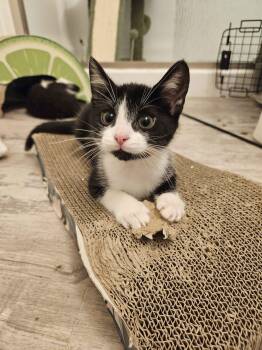 Stetson -  Domestic Short Hair Cat for Adoption in South Euclid, Ohio - Stetson | PetCurious