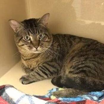 Domestic Short Hair Cats Available for Adoption in Elyria, Ohio - Tigger | PetCurious