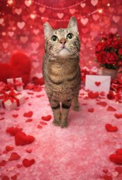 Domestic Short Hair Cats Available for Adoption - Khloe | PetCurious