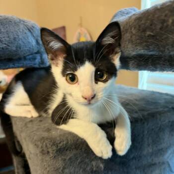 Desmond -  Domestic Short Hair Cat for Adoption in Beulaville, North Carolina - Desmond | PetCurious