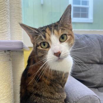 Domestic Short Hair Cats Available for Adoption - Crystal | PetCurious