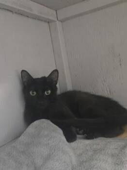 Hazelnut -  Domestic Short Hair Cat for Adoption in Savannah, Georgia - Hazelnut | PetCurious