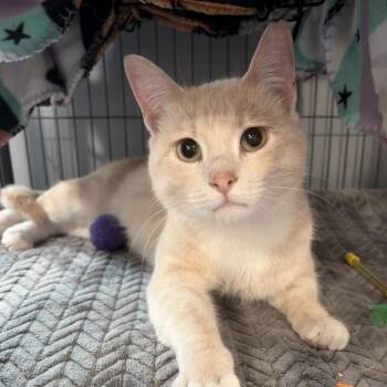 Domestic Short Hair Cats Available for Adoption in Muncie, Indiana - Colter Shaw | PetCurious