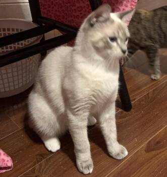 Rescue Siamese Cats for Adoption in Columbia, South Carolina - Jagger | PetCurious