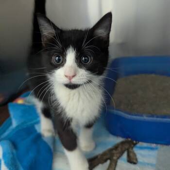 Rescue Domestic Short Hair Cats for Adoption in Evansville, Indiana - Variety | PetCurious