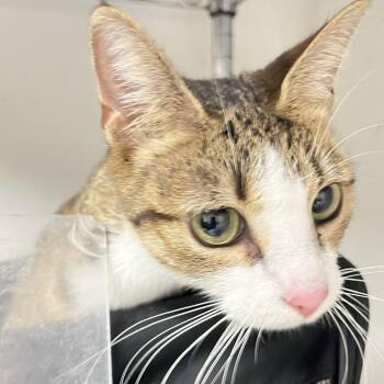 Boots -  Domestic Short Hair Cat for Adoption in Philadelphia, Pennsylvania - Boots | PetCurious