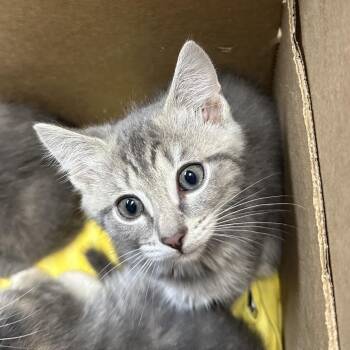 Americano -  Domestic Short Hair Cat for Adoption in Philadelphia, Pennsylvania - Americano | PetCurious
