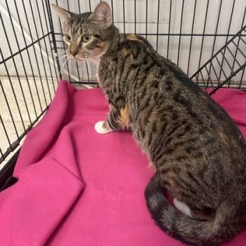 Rescue Domestic Short Hair Cats for Adoption in Fort Worth, Texas - Auburn | PetCurious