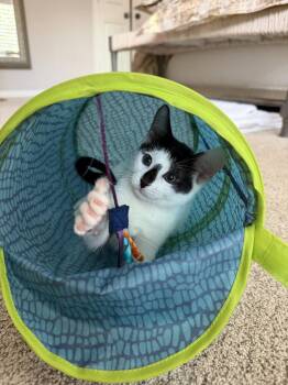 Moo -  Domestic Short Hair Cat for Adoption in The Woodlands, Texas - Moo | PetCurious