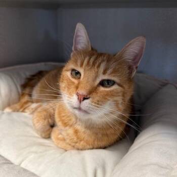 Domestic Short Hair Cats Available for Adoption - Celine | PetCurious