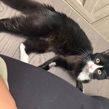 Mayko -  Tuxedo Cat for Adoption in Burnaby, British Columbia - Mayko | PetCurious
