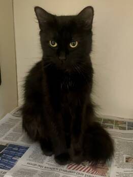 Rescue Domestic Medium Hair and Domestic Short Hair Cats for Adoption in Chamblee, Georgia - Adley | PetCurious