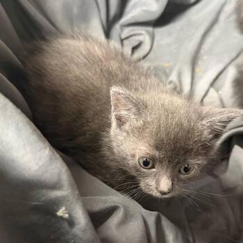 Krusty -  Domestic Short Hair Cat for Adoption in League City, Texas - Krusty | PetCurious