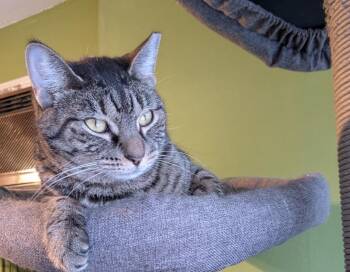 Domestic Short Hair Cats Available for Adoption - Gloria AKA Mama G( Friendly & Playful) | PetCurious
