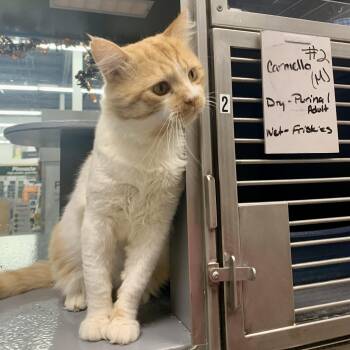 Carmelo -  Domestic Short Hair Cat for Adoption in Richmond, Virginia - Carmelo | PetCurious