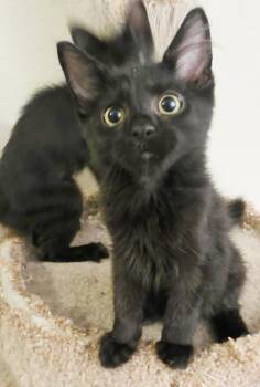 Apollo Ashcroft -  Domestic Medium Hair Cat for Adoption in Chandler, Arizona - Apollo Ashcroft | PetCurious