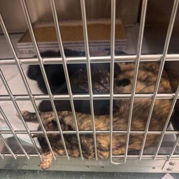 Vega -  Domestic Short Hair Cat for Adoption in Clearwater, Florida - Vega | PetCurious