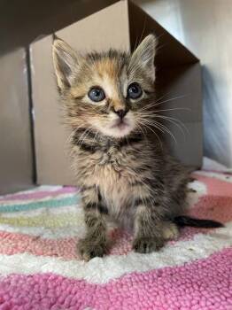 ENNIE -  Domestic Short Hair Cat for Adoption in Sugar Land, Texas - ENNIE | PetCurious