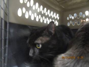 Domestic Short Hair Cats Available for Adoption in Marietta, Georgia - Spooky(657) | PetCurious