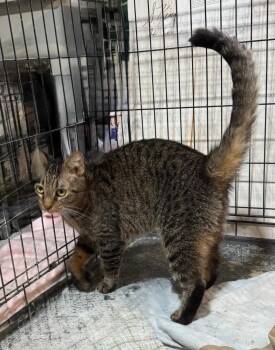 Rescue Domestic Short Hair Cats for Adoption in Gresham, Wisconsin - MAUREEN | PetCurious