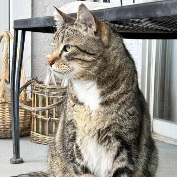 Cairo -  Domestic Short Hair Cat for Adoption in Riverside, California - Cairo | PetCurious