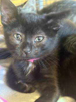 Rescue Domestic Short Hair Cats for Adoption in Napa, California - Loca | PetCurious