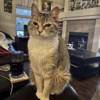 Emma -  Domestic Short Hair Cat for Adoption in Tallahassee, Florida - Emma | PetCurious