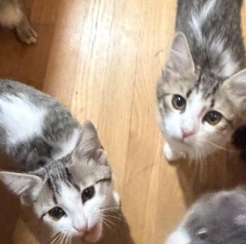 Oliver & Jenny (bonded brother & sister) -  Domestic Short Hair Cat for Adoption in Nashville, Tennessee - Oliver & Jenny (bonded Brother & Sister) | PetCurious